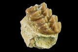 Fossil Horse (Mesohippus) Jaw Section - South Dakota #157463-1